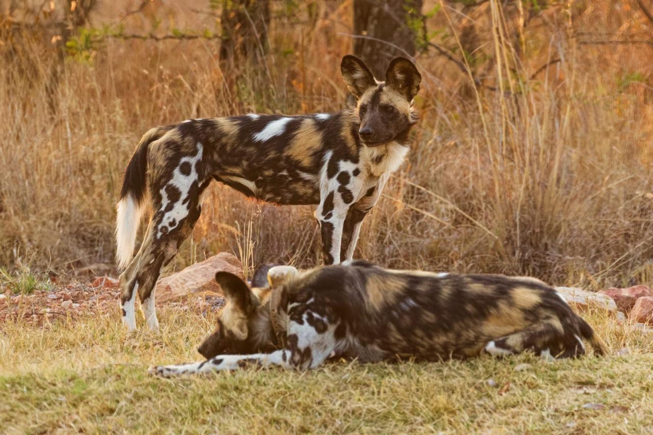 African wild dogs at rest, Madikwe