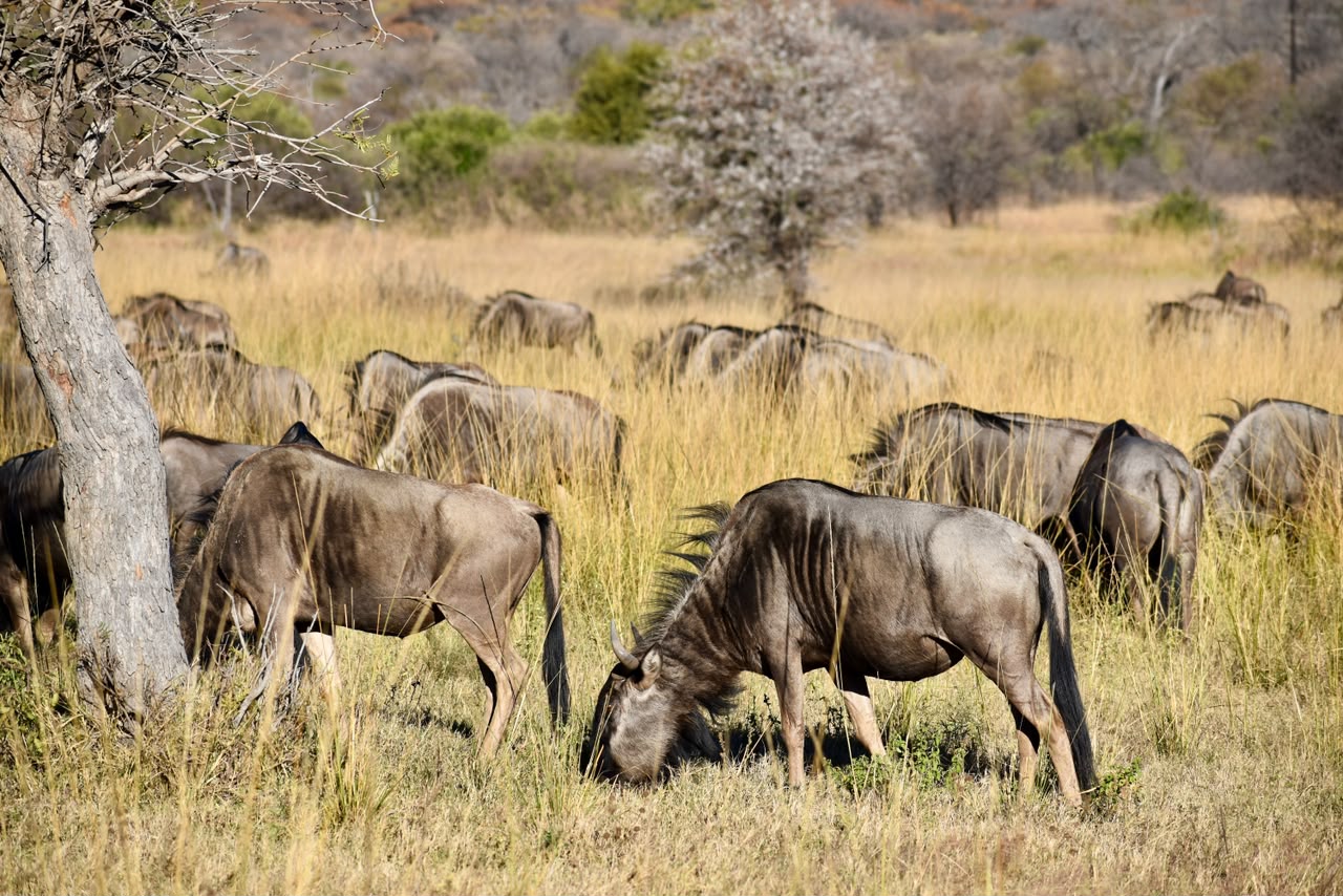Wildebeest herd grazing