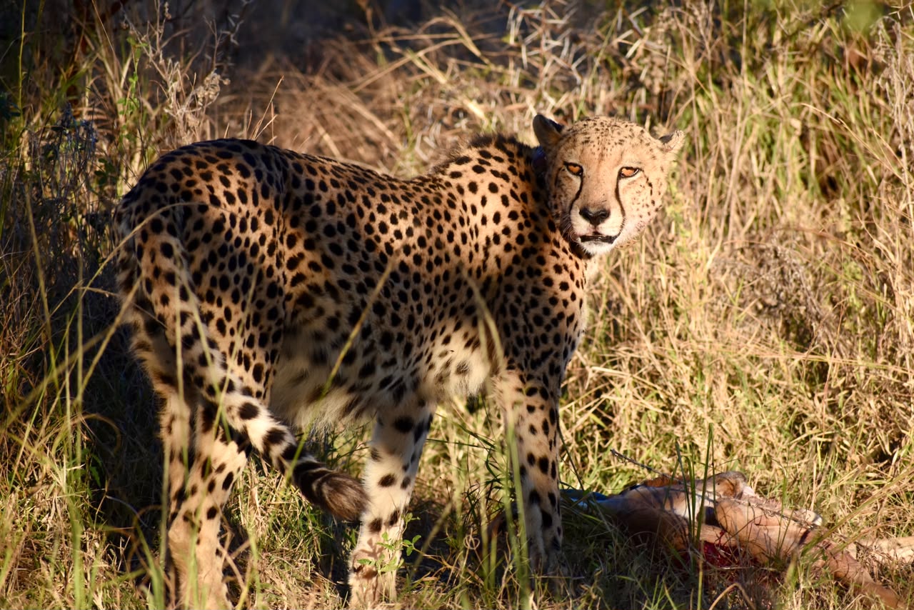 Cheetah with prey, golden hour